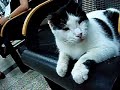 Tapping cat Tapping cat
