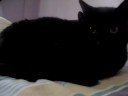 Edu - Para adoção - Toca dos Gatinhos