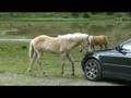Junger Haflingerhengst und falsch parkender BMW