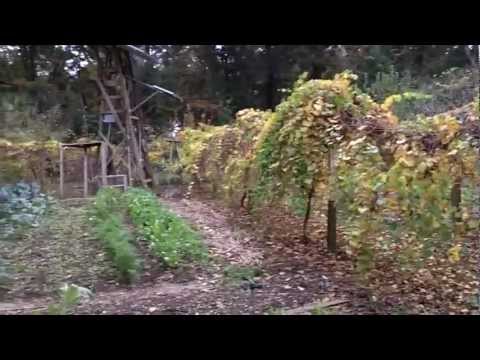Self Sufficient Gardening - Fruit Trees and Winter Veggies, Permaculture Paradise!!!