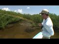Tarpon Jumping Aboard Tarpon Jumping Aboard