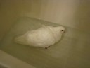 Another video of Kong taking a bath Another video of Kong taking a bath