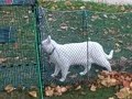 How I Keep My White Cat Safe Outside.