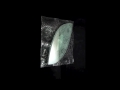 Bioengineered Organism Ovoid