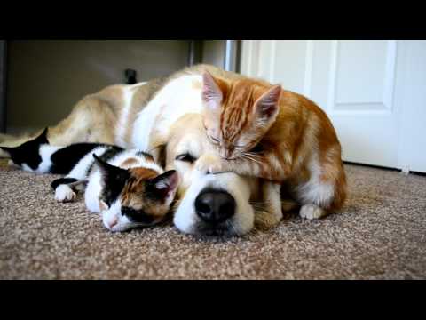 Que ternura! Un perro durmiendo con sus gatitos