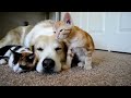 Que ternura! Un perro durmiendo con sus gatitos