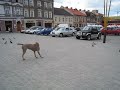 Braque de Weimar en ville. Weimaraner  & the City