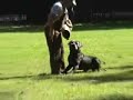 Schutzhund 1 protection training Boerboel