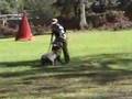 Boerboel video