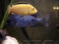 mes poissons
