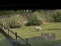 Owner lets dog crap on his lawn. He has a plastic sandwich bag on his hand. He then picks up the dog feces and throws it over a fence onto his neighbor's lawn.