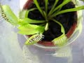 venus-fly-trap-eating-a-spider.html