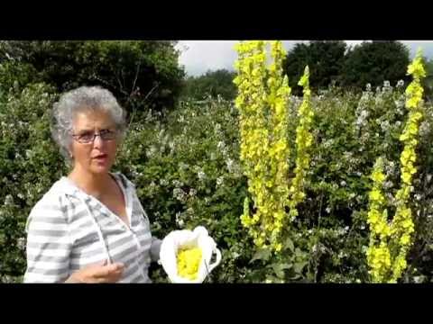 how to harvest mullein
