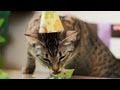 NYLAH'S BIRTHDAY