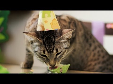 NYLAH'S BIRTHDAY