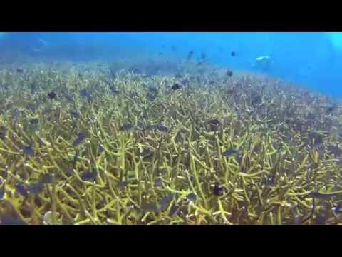 เกาะโลซิน