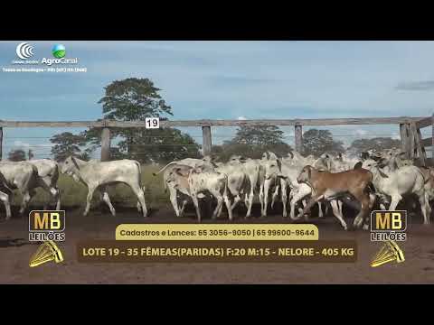 545� LEIL�O VIRTUAL MB LEIL�ES