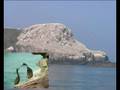 Les sept-Iles Côtes dArmor (2)