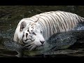 Cute & Weird Animals.wmv