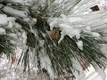 Millikin University's First Snow