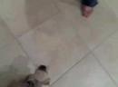 Sammy the Brussles Griffon\ Sammy the Brussles Griffon\