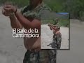 Baile de la Cantimplora Baile de la Cantimplora