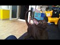 Eliza Thinks She's A Dog
