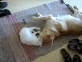 Cat and Dog fighting and loving