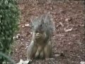 Overly endowed Oregon squirrel