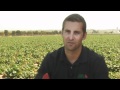 Why Does This Farmer Like Growing Strawberries?