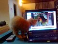 Котенок  Лео