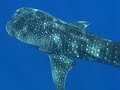maui whaleshark marco farrell freedive maui whaleshark marco farrell freedive