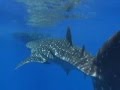 maui-whaleshark-marc