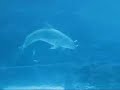 Cute Animal - Dolphins playing with bubbles