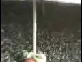 bursaspor(?ampiyooon bursa..) bursaspor(?ampiyooon bursa..)