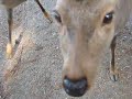 Feeding the deer at Nara