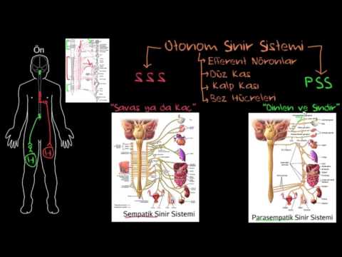 FİZYOLOJİ - OTONOM SİNİR SİSTEMİ