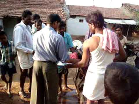 how to treat a prolapse ewe