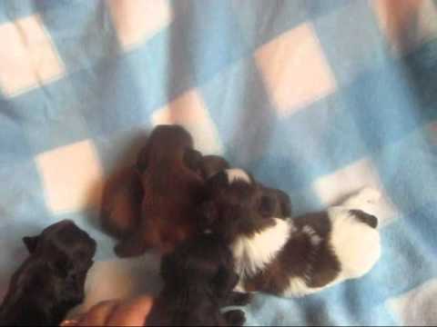 Tiny shih tzu puppies, some say imperial shih tzu puppies