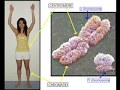 Sexy Meiosis