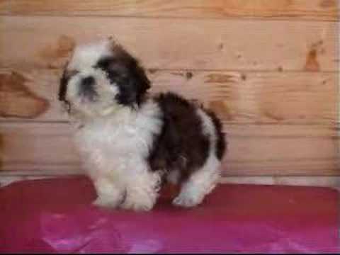 Perro+Chisu foto perro chisu - Videos | Videos relacionados con foto perro chisu