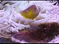 CLOWN FISH SPAWN CLOWN FISH SPAWN