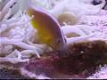 CLOWN FISH SPAWN