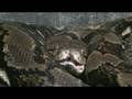 videos de Philadelphia Zoo Reticulated Python