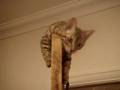My-Bengal-cat-Sula