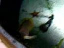 Attack of the Cuttlefish #2!!! Attack of the Cuttlefish #2!!!