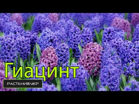 how to care hyacinth