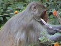 RED MONKEYS eating Lantana Berries RED MONKEYS eating Lantana Berries