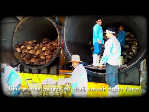 how to harvest agave syrup