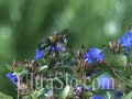 Flight of a Bumble BEE in Awesome Slow Motion
